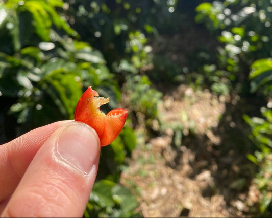 Wie schmeckt Cascara?