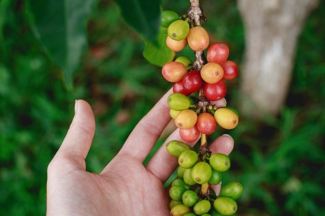 Warum könnte die Kaffeekirsche ein Brain-Food werden?